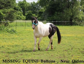 MISSING EQUINE Buttons , Near Oxford, PA, 19363